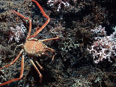 Communities in the deep sea, such as this one in the Menez Gwen hydrothermal field southwest of the Azores, remain largely unprotected to date. This image, taken by the MARUM-QUEST diving robot, shows a deep-sea crab on reef-building cold-water corals at a depth of 800 metres.